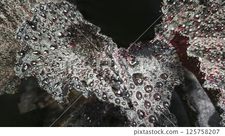 Decorative indoor plants begonias. Interior decoration of the room. 125758207