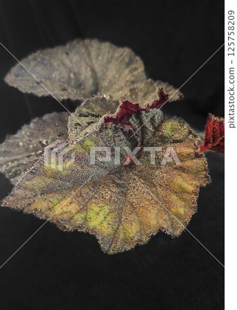 Decorative indoor plants begonias. Interior decoration of the room. Decorative indoor plants begonias. Interior decoration of the room. 125758209