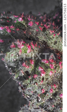 Decorative indoor plants begonias. Interior decoration of the room. 125758213
