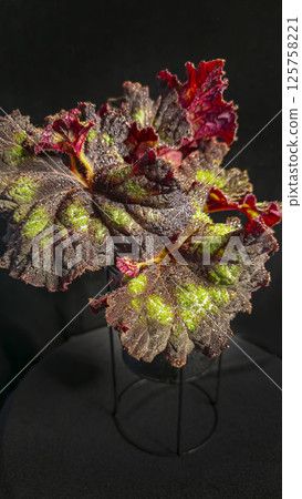 Decorative indoor plants begonias. Interior decoration of the room. 125758221