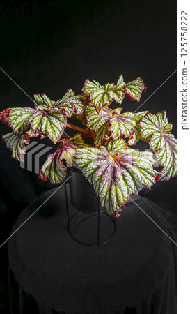 Decorative indoor plants begonias. Interior decoration of the room. Decorative indoor plants begonias. Interior decoration of the room. 125758222