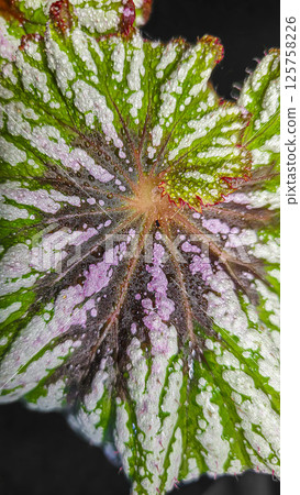 Decorative indoor plants begonias. Interior decoration of the room. 125758226