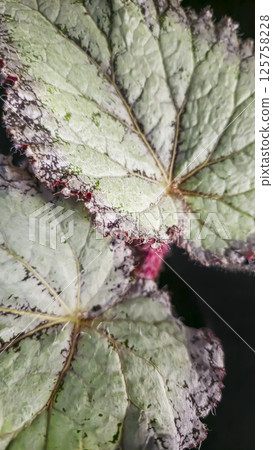 Decorative indoor plants begonias. Interior decoration of the room. 125758228