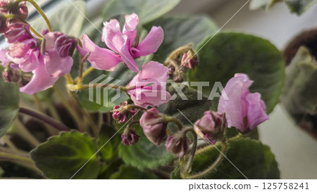 Decorative violets, indoor plants. Room interior decoration. Large flowers. 125758241