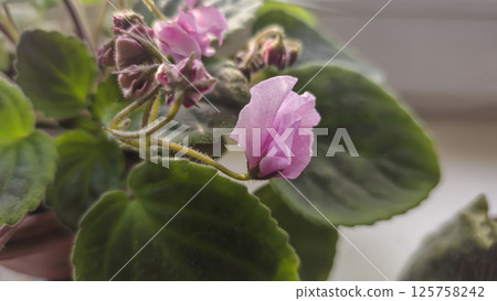 Decorative violets, indoor plants. Room interior decoration. Large flowers. 125758242