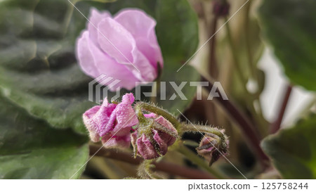 Decorative violets, indoor plants. Room interior decoration. Large flowers. 125758244