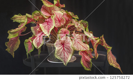 Caladium, decorative houseplant. Interior decoration of the room. 125758272