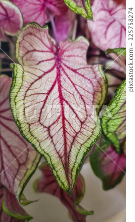 Caladium, decorative houseplant. Interior decoration of the room. 125758274