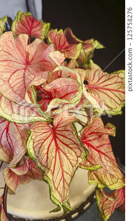 Caladium, decorative houseplant. Interior decoration of the room. Caladium, decorative houseplant. Interior decoration of the room. 125758276