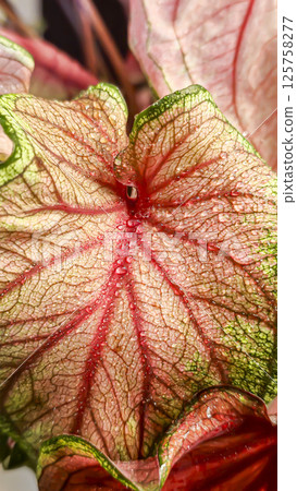 Caladium, decorative houseplant. Interior decoration of the room. 125758277
