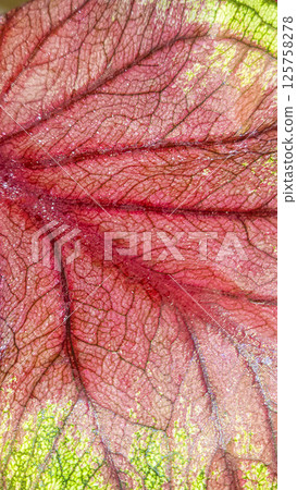 Caladium, decorative houseplant. Interior decoration of the room. 125758278
