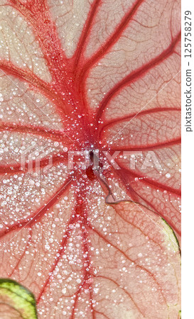Caladium, decorative houseplant. Interior decoration of the room. 125758279
