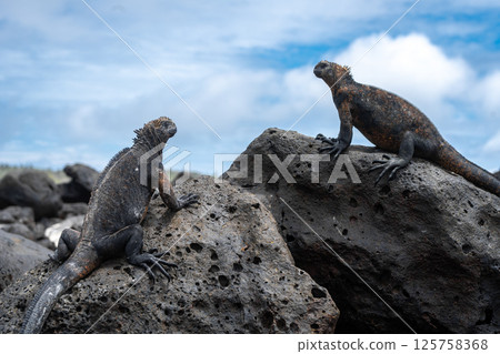 Marine iguana resting on rocks at Tortuga Bay beach, Galapagos, Ecuador 125758368