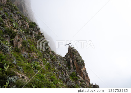 Condor soaring in the mist of Colca Canyon, Peru 125758385