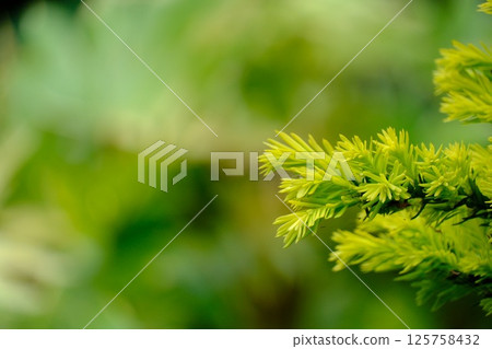 黃色角豆樹 黃色角豆樹 125758432