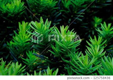 Carabok trees wet with morning dew Carabok trees wet with morning dew 125758436