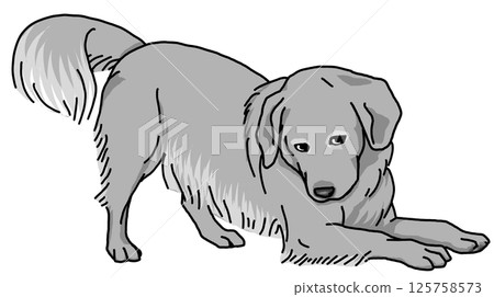 Golden retriever black and white transparent background 125758573
