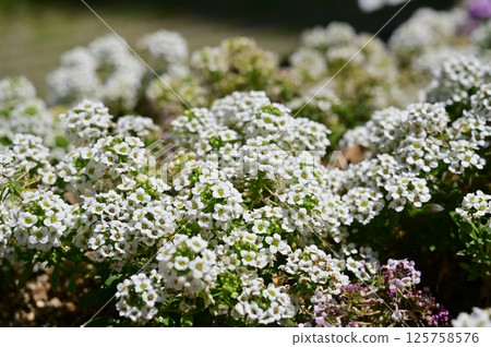 Sweet Alyssum (Brassicaceae) 125758576