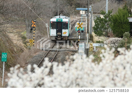JR Kesennuma Line with plum blossoms in full bloom JR Kesennuma Line with plum blossoms in full bloom 125758810