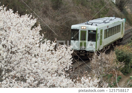 梅花盛開的JR氣仙沼線 梅花盛開的JR氣仙沼線 125758817