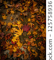 Autumn leaves that fell to the ground 125758936
