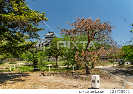 松本城公園的枯松 125758961