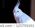 凝視的白色玄鳳鸚鵡 125759101