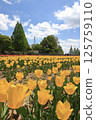 Tulip fields at Hiroshima Serakogen Farm 125759110