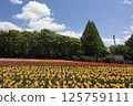 Tulip fields at Hiroshima Serakogen Farm 125759111
