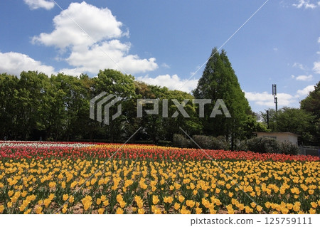 Tulip fields at Hiroshima Serakogen Farm 125759111