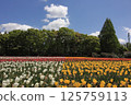 Tulip fields at Hiroshima Serakogen Farm 125759113