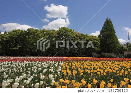Tulip fields at Hiroshima Serakogen Farm 125759113