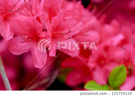 Colorful azalea Colorful azalea 125759159