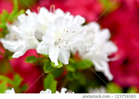 Colorful azalea 125759163