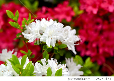 Colorful azalea 125759164