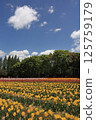Tulip fields at Hiroshima Serakogen Farm 125759179