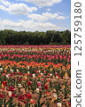 Tulip fields at Hiroshima Serakogen Farm 125759180