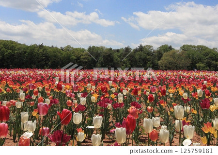 Tulip fields at Hiroshima Serakogen Farm 125759181