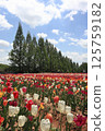 Tulip fields at Hiroshima Serakogen Farm 125759182