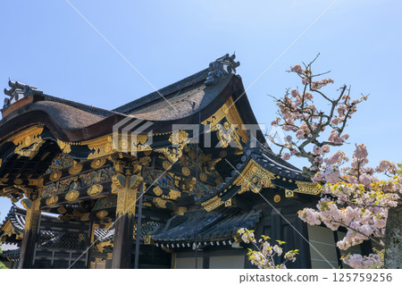 京都之春:二條城唐門與櫻花(京都府京都市中京區) 京都之春:二條城唐門與櫻花(京都府京都市中京區) 125759256