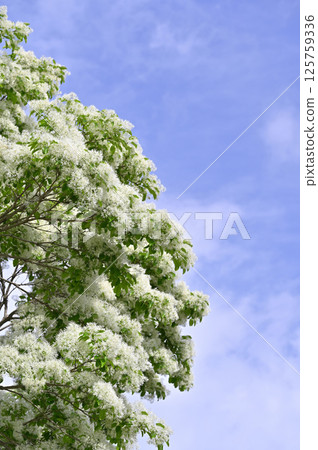 盛開的南賈蒙賈 125759336