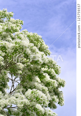 Nanjamonja in full bloom Nanjamonja in full bloom 125759337