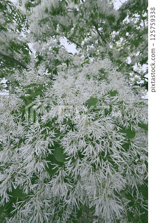 Nanjamonja in full bloom 125759338