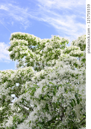 Nanjamonja in full bloom 125759339