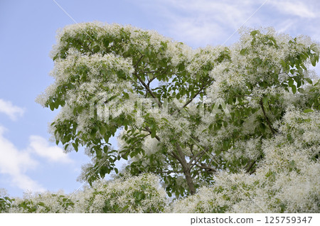 Nanjamonja in full bloom 125759347