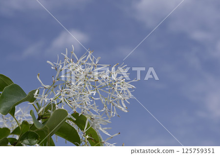 Nanjamonja in full bloom 125759351