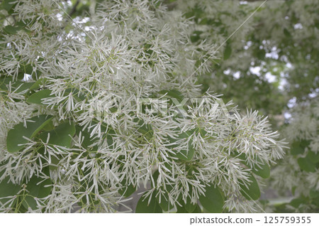 盛開的南賈蒙賈 125759355