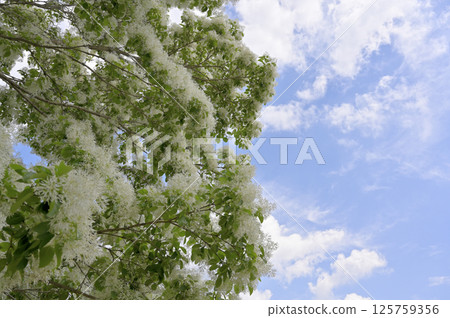 盛開的南賈蒙賈 125759356