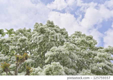 Nanjamonja in full bloom 125759357