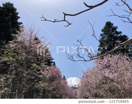 Blue sky, Mt. Fuji and cherry blossom trees 125759405